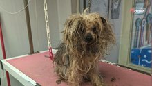 Tras 10 años encerrado en la oscuridad y golpeado, este perrito ha podido salir de su calvario