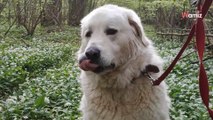Au refuge depuis 2 ans, ce chien Montagne des Pyrénées a besoin d'un environnement spécifique