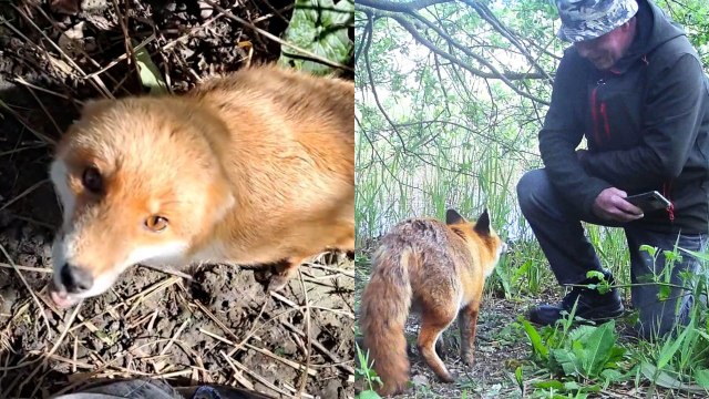 Man reveals heart-warming friendship with young fox he cured of illness