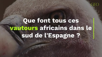 Mais que font tous ces vautours africains dans le sud de l'Espagne ?
