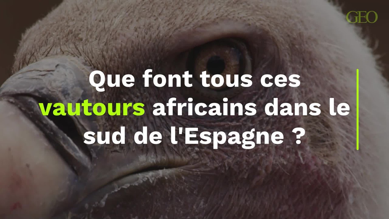 Mais que font tous ces vautours africains dans le sud de l'Espagne ?