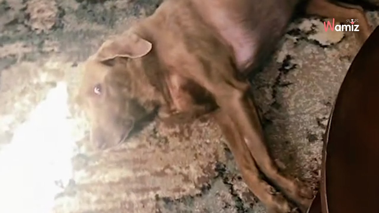 Elle annonce la meilleure nouvelle à son toutou paralysé : 137.5K personnes en ont des frissons (vidéo)