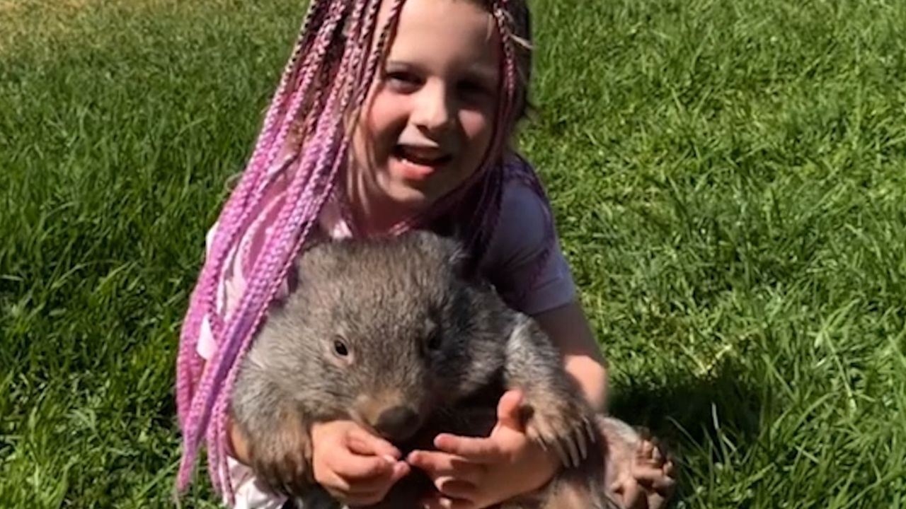Vierjähriger „Wombat-Flüsterer“ ist der beste Freund der Beuteltiere