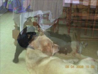 Danka vs Simba