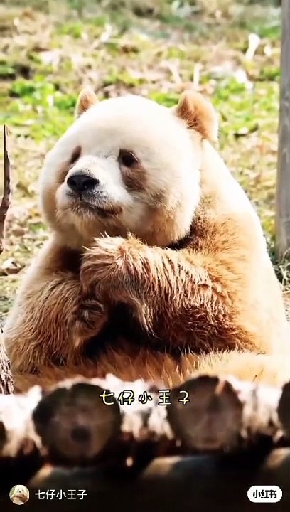 Brown Panda 
