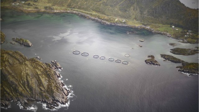 Zombie-Lachse vor der Küste Islands: Tierhaltung sorgt für Kritik