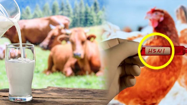 Cow Milk में H5N1 Bird Flu Virus मिलने के बाद WHO Warning Viral, क्या है H5N1 Virus | Boldsky