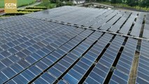 De la pisciculture au géant de l'énergie photovoltaïque, Tongwei intègre le classement Fortune 500 en 2023
