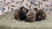 4 chatons sont abandonnés dans un pot de fleurs : ils suivent leur instinct pour réunir le maillon manquant (vidéo)