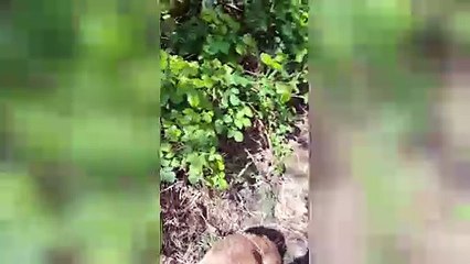 Man's heart-warming friendship with young fox