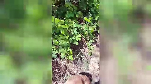 Man's heart-warming friendship with young fox