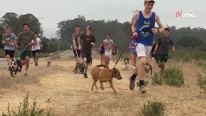 Zamiast lekcji wuefu, uczniowe w tej szkole biegają z psami ze schroniska (video)