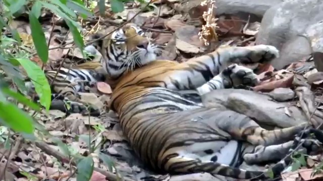 बाघिन के साथ शावक की ऐसी मस्ती, देखकर खुश हो जाएगा दिल