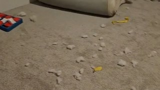 Dog Catches Zoomies and Runs Around Living Room