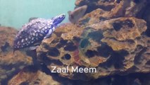 Fish Aquarium Karachi | Samandar ki tarz pe bana hua fish aquarium | Zoo Garden Karachi | Zee Vlogs