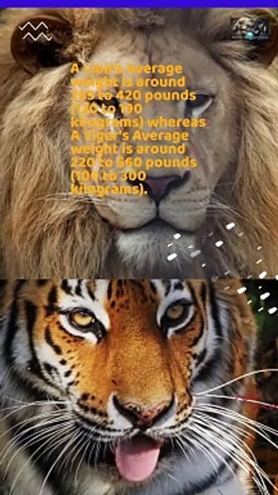 Lion vs Tiger The Clash of Titans