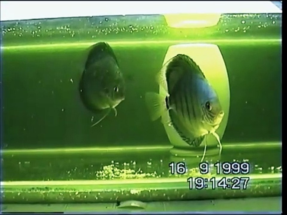 53