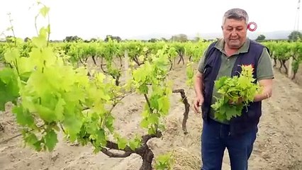 Manisa'da üreten perişan oldu, sıkıntı büyüdü: Dünyada stoklarda kalmadı!