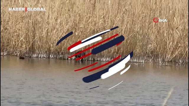 Anavatanı Güney Amerika idi, şimdi Ağrı Dağı'nda yaşıyorlar