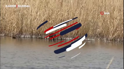 Anavatanı Güney Amerika idi, şimdi Ağrı Dağı'nda yaşıyorlar