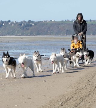 Didier propose des baptêmes en chiens de traîneau au Mont Saint-Michel