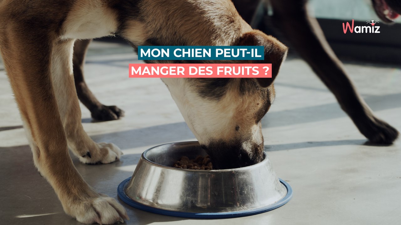 Mon chien peut-il manger des fruits ?