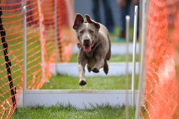 See highlights of the latest show at the South of England Showground in Sussex