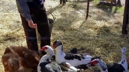 EL FORASTERO _ Película del Oeste Completa en Español _ Naomi Watts (2002)