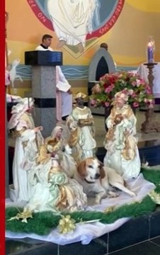CÃOroinha? Cachorro adotado por padre encanta fiéis ao participar de missa