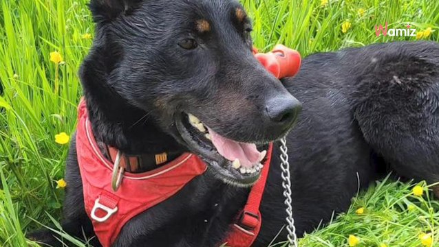 Très anxieux en présence de congénères, ce chien ne supporte plus la vie de refuge et doit en sortir au plus vite