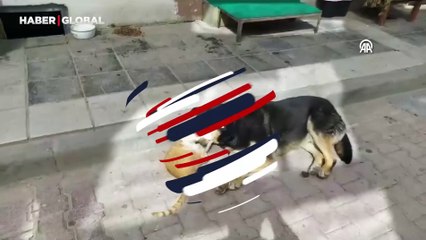 Kedi ile köpeğin dostluğu kamerada: Görenleri gülümsetti