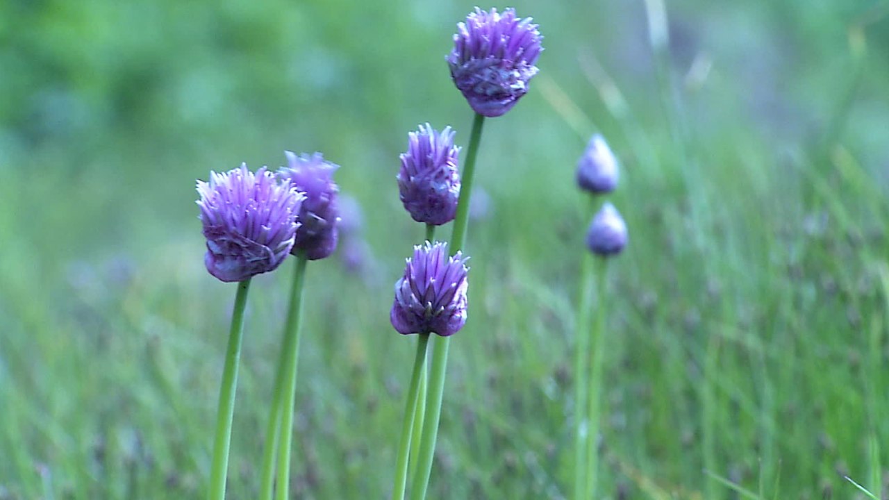 Kann man die Blüten des Schnittlauchs essen?
