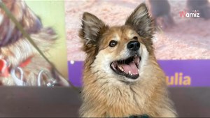 Fuks został adoptowant po 6 długich latach w schronisku. Oto jak wygląda psie szczęście (video)