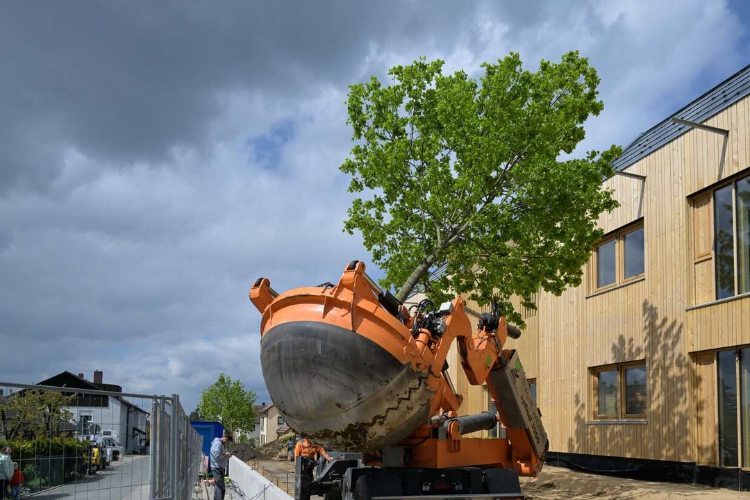 Baumverpflanzung in Neumarkt