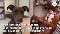 Eine Familie gibt ihre Hunde in einer Pension ab: Kurz darauf der SCHOCK!