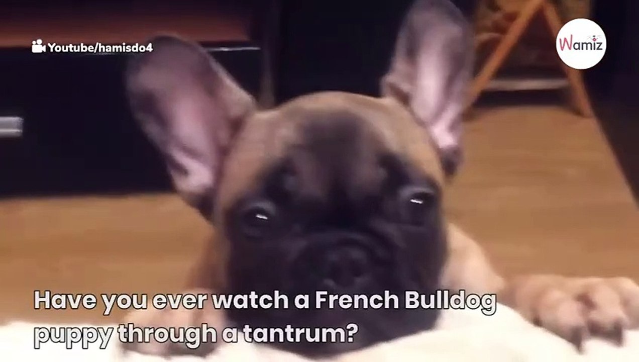 Dramatic Frenchie throws hilarious tantrum when told he can't be on the