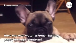 Dramatic Frenchie throws hilarious tantrum when told he can't be on the sofa