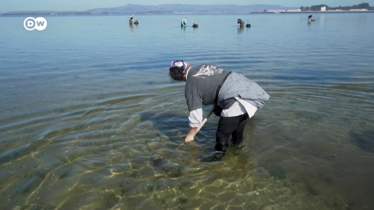 Spaniens Mariscadoras: Die Frauen, die am Strand Meeresfrüchte ernten