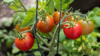 Atención, No Pongas Estas Plantas Juntas