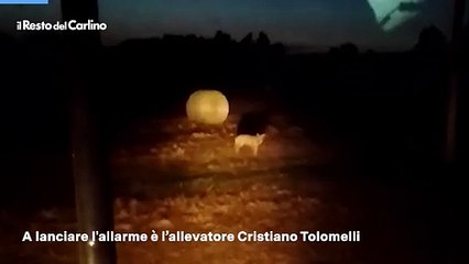 Faccia a faccia con i lupi ad Argelato (Bologna): il video