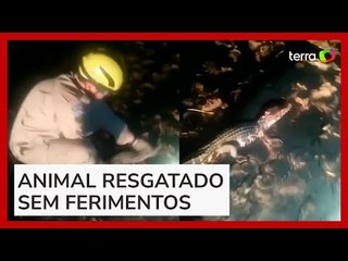 Jacaré é resgatado em quintal de casa no Distrito Federal