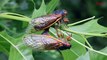 An Animated Guide to the Rare 2024 Cicada Co-Emergence