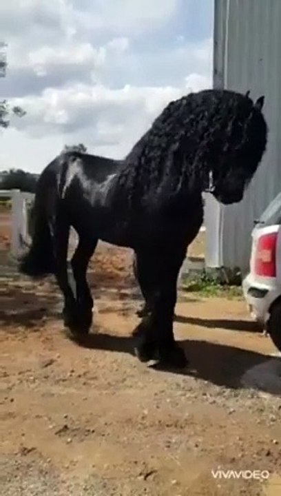 Funny Horse dance video