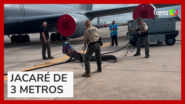 Jacaré invade base da Força Aérea nos EUA e é capturado na pista