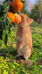 Cute Rabbit Eating Orange Video