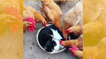 Huvittava video: itserakas kissa makoilee ruokakupilla ja suututtaa kanat
