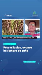 Siembra de caña registra un 20% de avance y el sector espera el abastecimiento de diésel