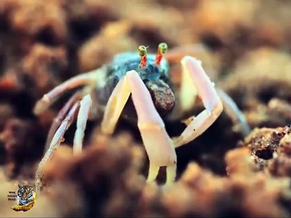 WildanimaIs(HD)_1