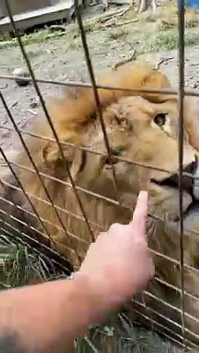 Oh just snoot booping