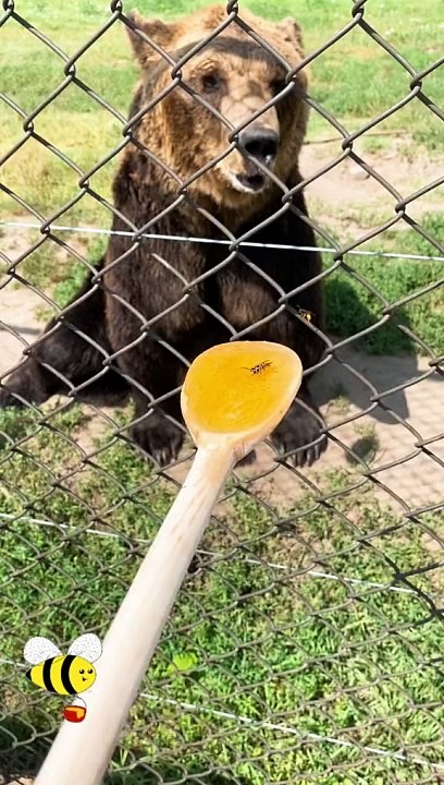 Bear honey